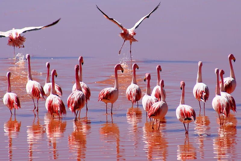 L'Albufera de Valencia
